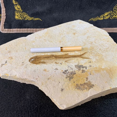 特價精品純天然遼西魚化石狼鰭群魚全國包郵，化石愛好者的絕佳收藏